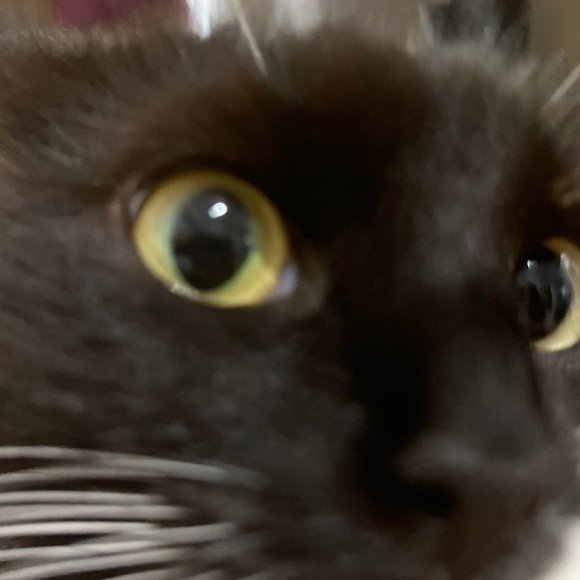 Meet your Posher, Nola - Picture 1 of 1